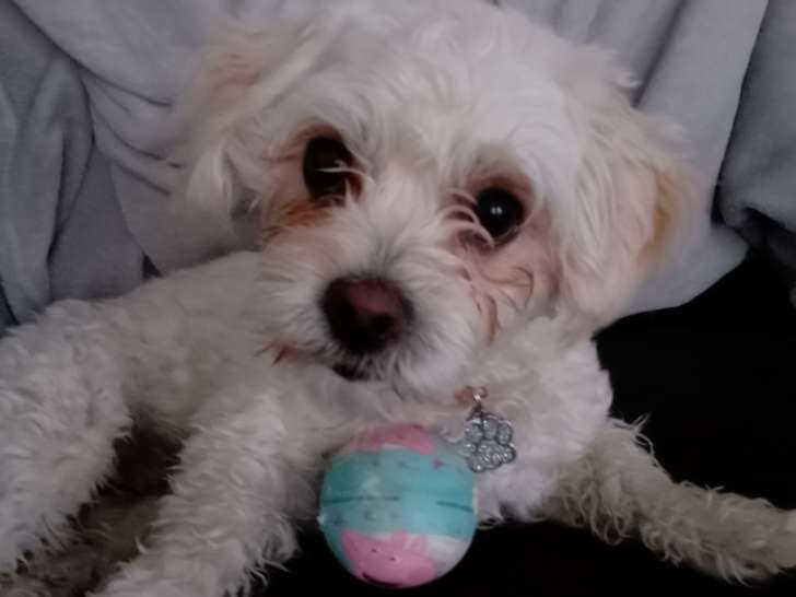 Mâle Bichon Maltais de 1 an disponible pour saillie