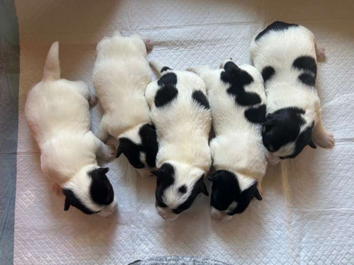 Chiots de Jack Russell à vendre