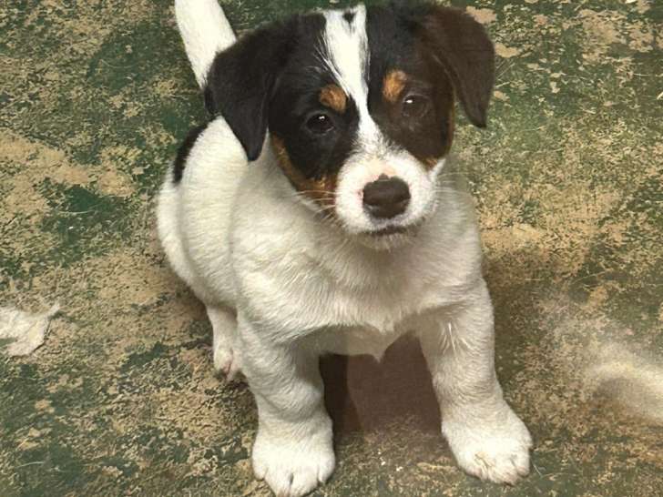 Chiot de Jack Russell à vendre