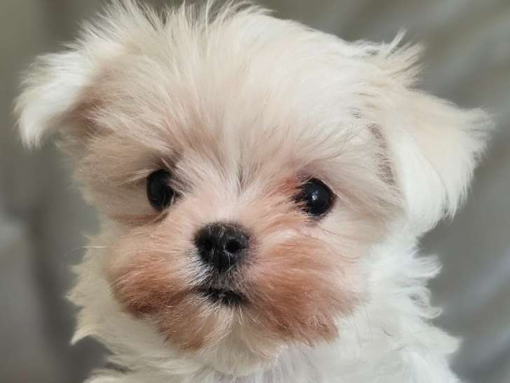Magnifique chiot Bichon Maltais LOF de petite taille à vendre