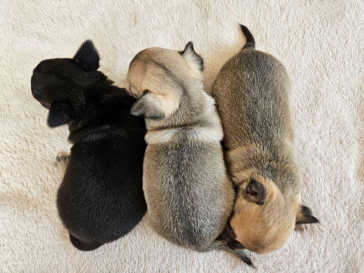 3 superbes Chiots Chihuahua à poil court LOF à vendre