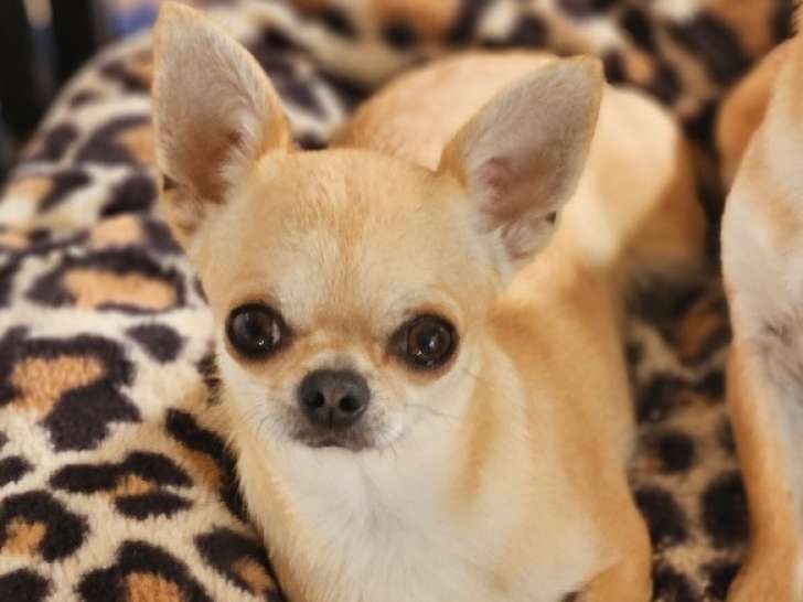 Adorable femelle adulte Chihuahua LOF à vendre