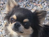 Sublime femelle Chihuahua bleue à poil long  LOF à vendre