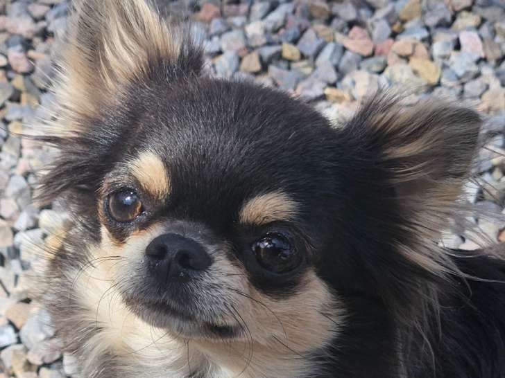 Sublime femelle Chihuahua bleue à poil long  LOF à vendre