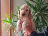 4 chiots Cockers Anglais LOF à vendre, nés en mars 2025, différentes couleurs