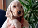 4 chiots Cockers Anglais LOF à vendre, nés en mars 2025, différentes couleurs