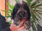 4 chiots Cockers Anglais LOF à vendre, nés en mars 2025, différentes couleurs