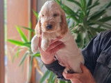 4 chiots Cockers Anglais LOF à vendre, nés en mars 2025, différentes couleurs