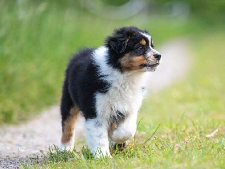 À vendre, chiots Bergers Australiens LOF nés en février 2025, différentes couleurs