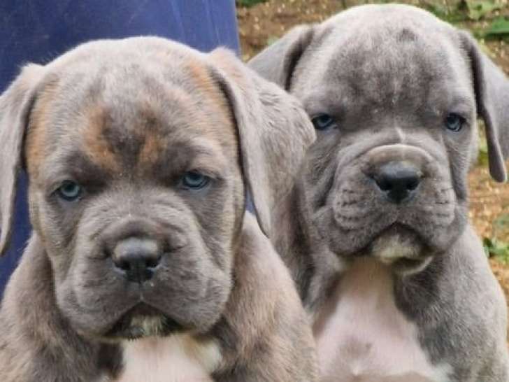 3 chiots Cane Corso LOF gris bringé à réserver, disponibles en juin