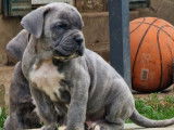 3 chiots Cane Corso LOF gris bringé à réserver, disponibles en juin