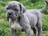 3 chiots Cane Corso LOF gris bringé à réserver, disponibles en juin