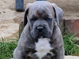 3 chiots Cane Corso LOF gris bringé à réserver, disponibles en juin