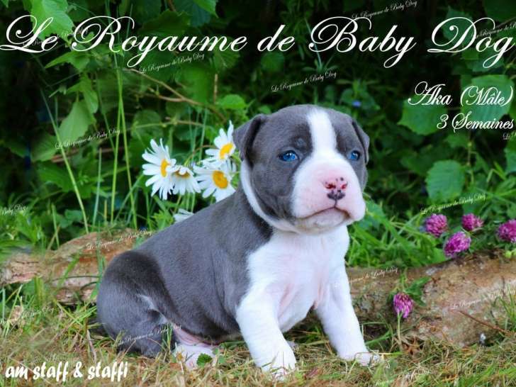 Chiot American Staffordshire Terrier LOF bleu panaché blanc, disponible en juin 2025