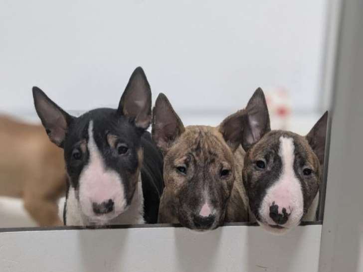 3 chiots Bull Terriers Miniatures LOF disponibles à la réservation