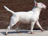 3 chiots Bull Terriers Miniatures LOF disponibles à la réservation