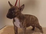 3 chiots Bull Terriers Miniatures LOF disponibles à la réservation