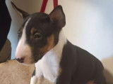 3 chiots Bull Terriers Miniatures LOF disponibles à la réservation