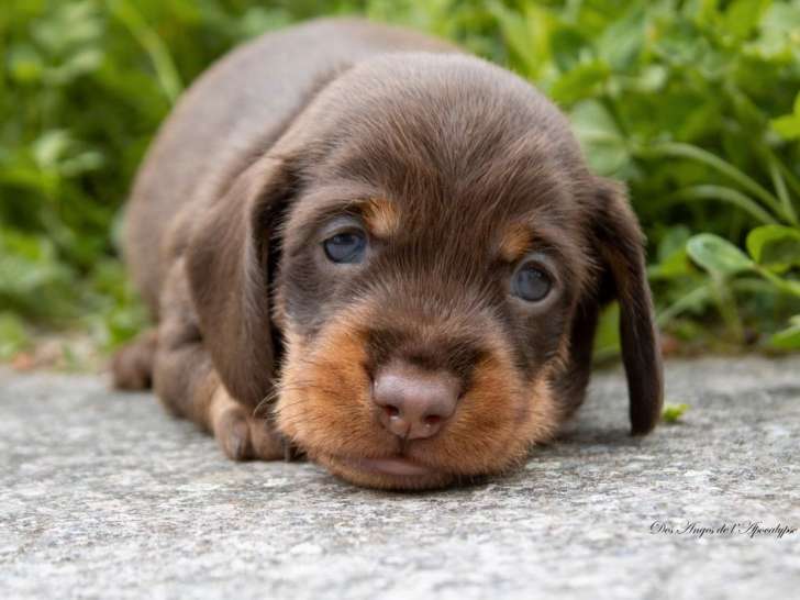 Chiot mâle Teckel Nain à poil dur chocolat LOF à réserver