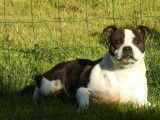 Chienne Staffordshire Bull Terrier adulte  LOF disponible à la vente