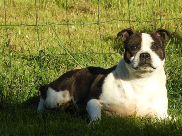 Chienne Staffordshire Bull Terrier adulte  LOF disponible à la vente