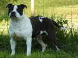 Chienne Staffordshire Bull Terrier adulte  LOF disponible à la vente