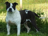 Chienne Staffordshire Bull Terrier adulte  LOF disponible à la vente