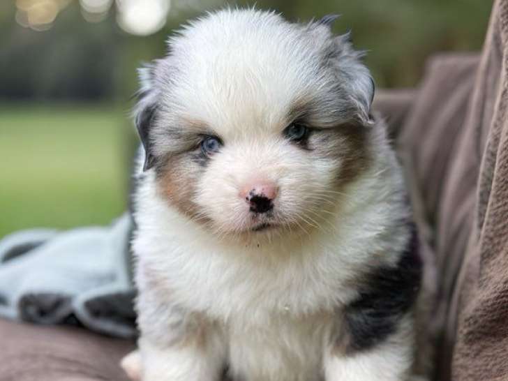 Chiots mâles Bergers Américains Miniatures disponible à la vente (LOF)