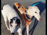 À adopter : 2 chiens Galgo de 10 ans