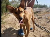 Disponible à l’adoption : chien Podenco fauve