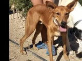 Disponible à l’adoption : chien Podenco fauve