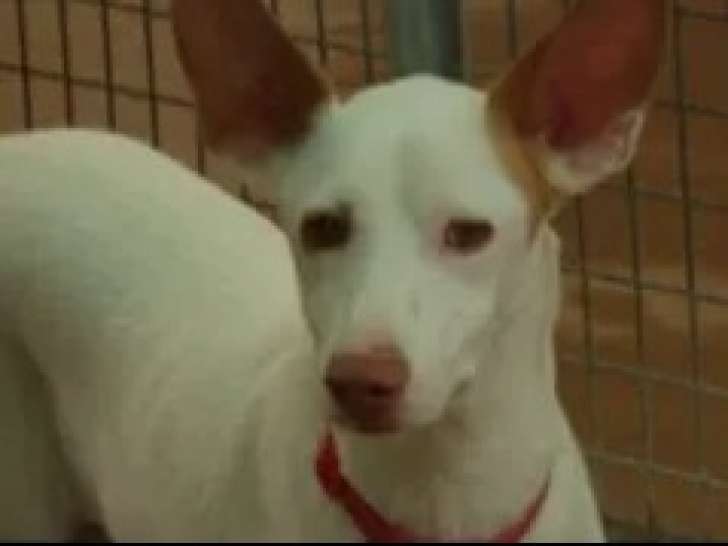 En attente d’adoption : chien Podenco de 4 ans