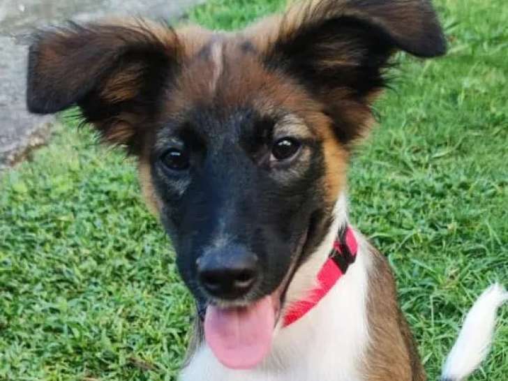 Prêt pour l’adoption : chiot mâle Border Collie tricolore