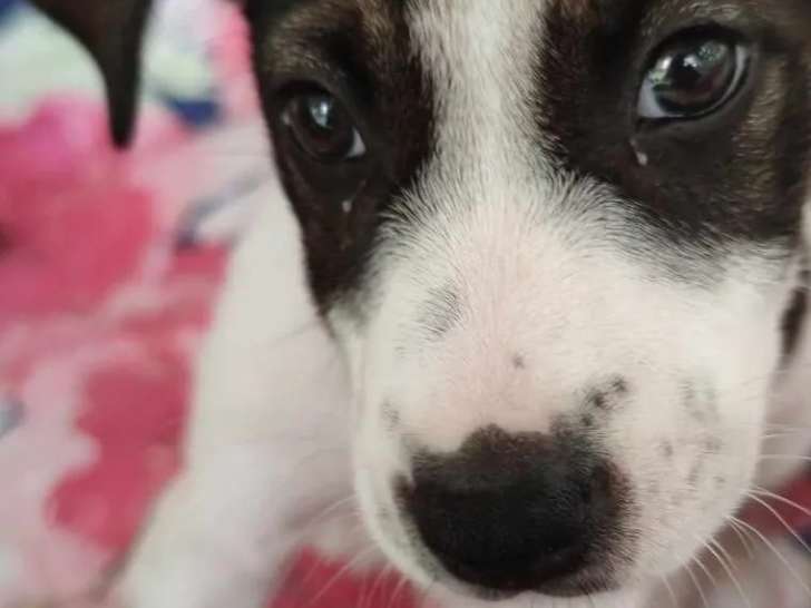 En attente d’une famille : chiot mâle noir et blanc