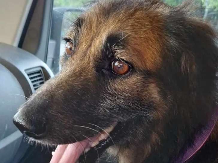 À accueillir : chien noir et feu