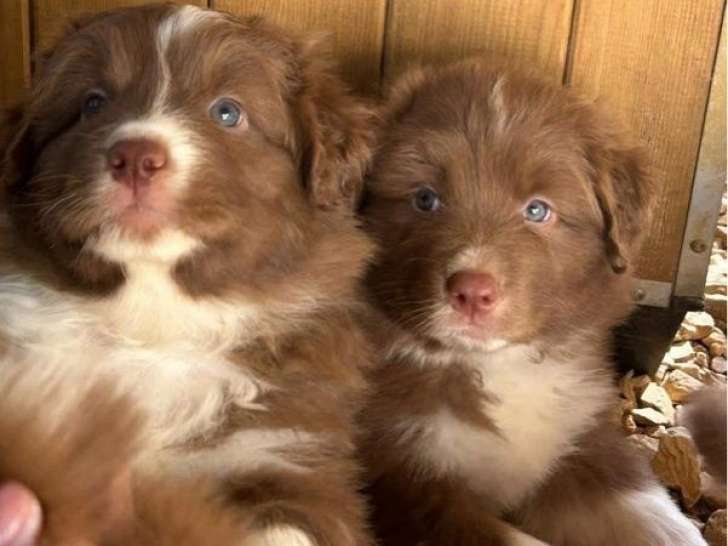 3 chiots Berger Australien LOF à réserver, mâles rouges bicolores disponibles en juin