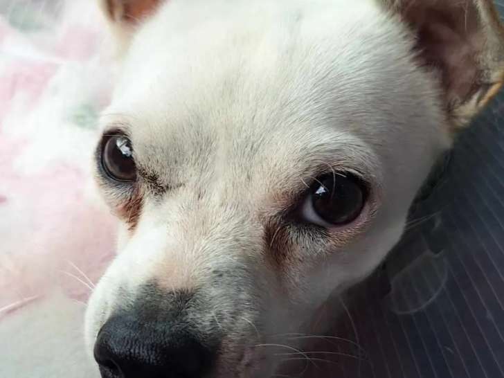 En quête d'une famille : chienne Chihuahua blanche