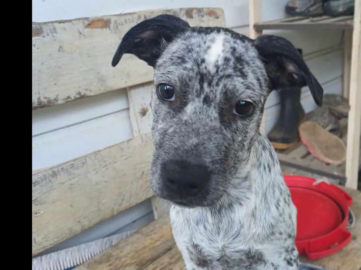 Adoption disponible : chiot femelle de 3 mois