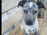 Adoption disponible : chiot femelle de 3 mois