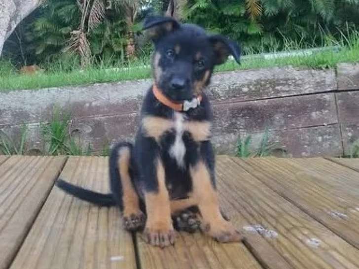 À la recherche d'un foyer : chiot mâle noir et feu
