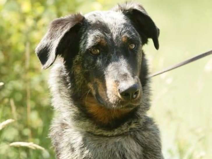 Mise en vente d’un chiot femelle Beauceron arlequin LOF née en août 2024