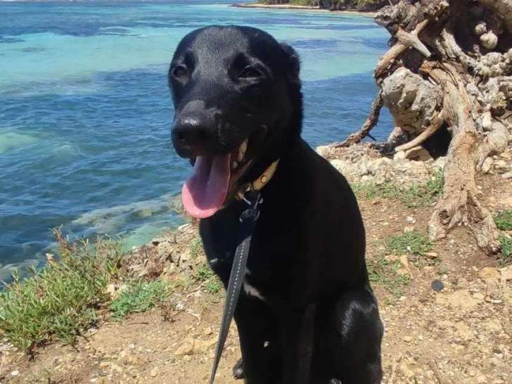 Chiot femelle noir à adopter
