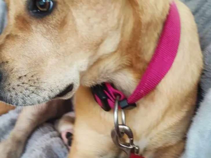 Chiot mâle fauve disponible à l'adoption