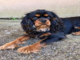 Mâle Cavalier King Charles disponible pour saillie