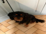 Mâle Cavalier King Charles disponible pour saillie