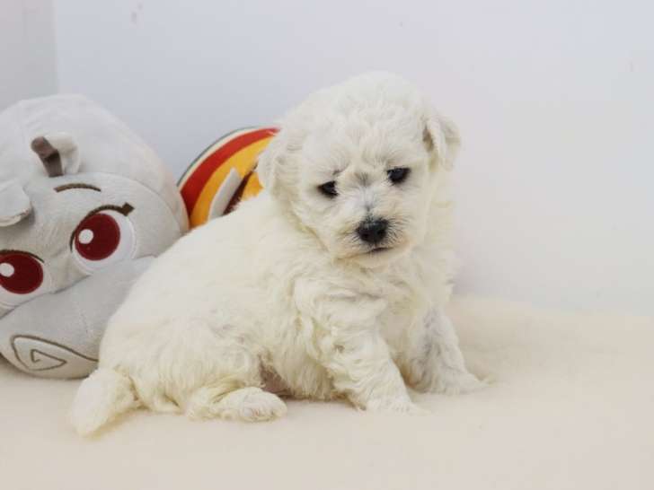 3 chiots Bichon Frisé LOF à réserver, disponibles à partir de juin 2025