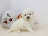 3 chiots Bichon Frisé LOF à réserver, disponibles à partir de juin 2025