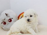 3 chiots Bichon Frisé LOF à réserver, disponibles à partir de juin 2025