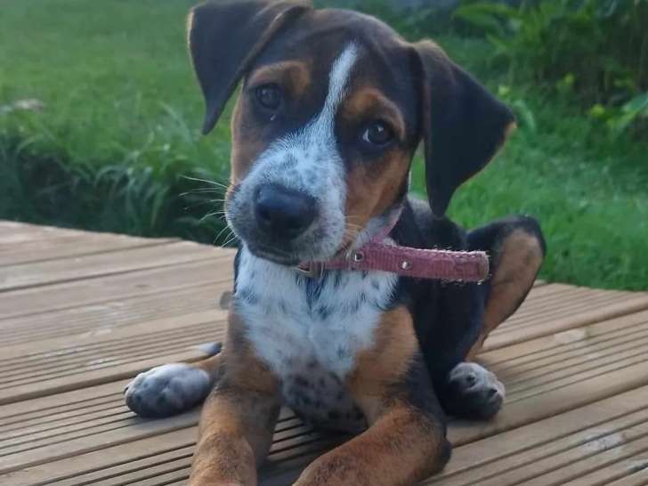 Chiot femelle de 2 mois en attente d'adoption