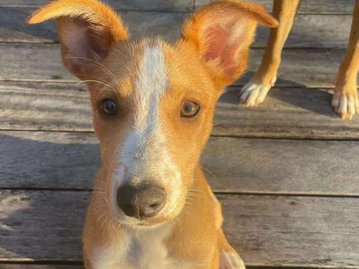 Chiot mâle de 4 mois prêt pour l'adoption